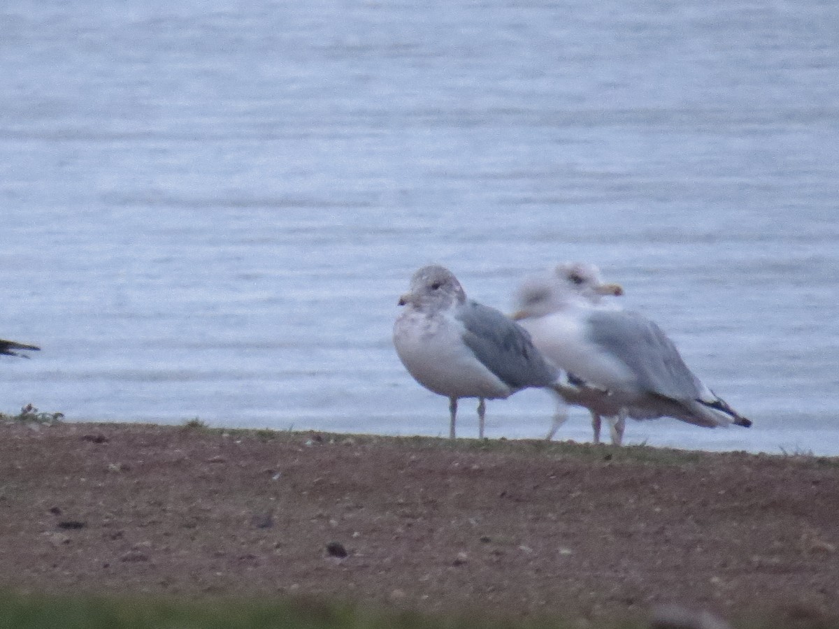 California Gull - ML644925314