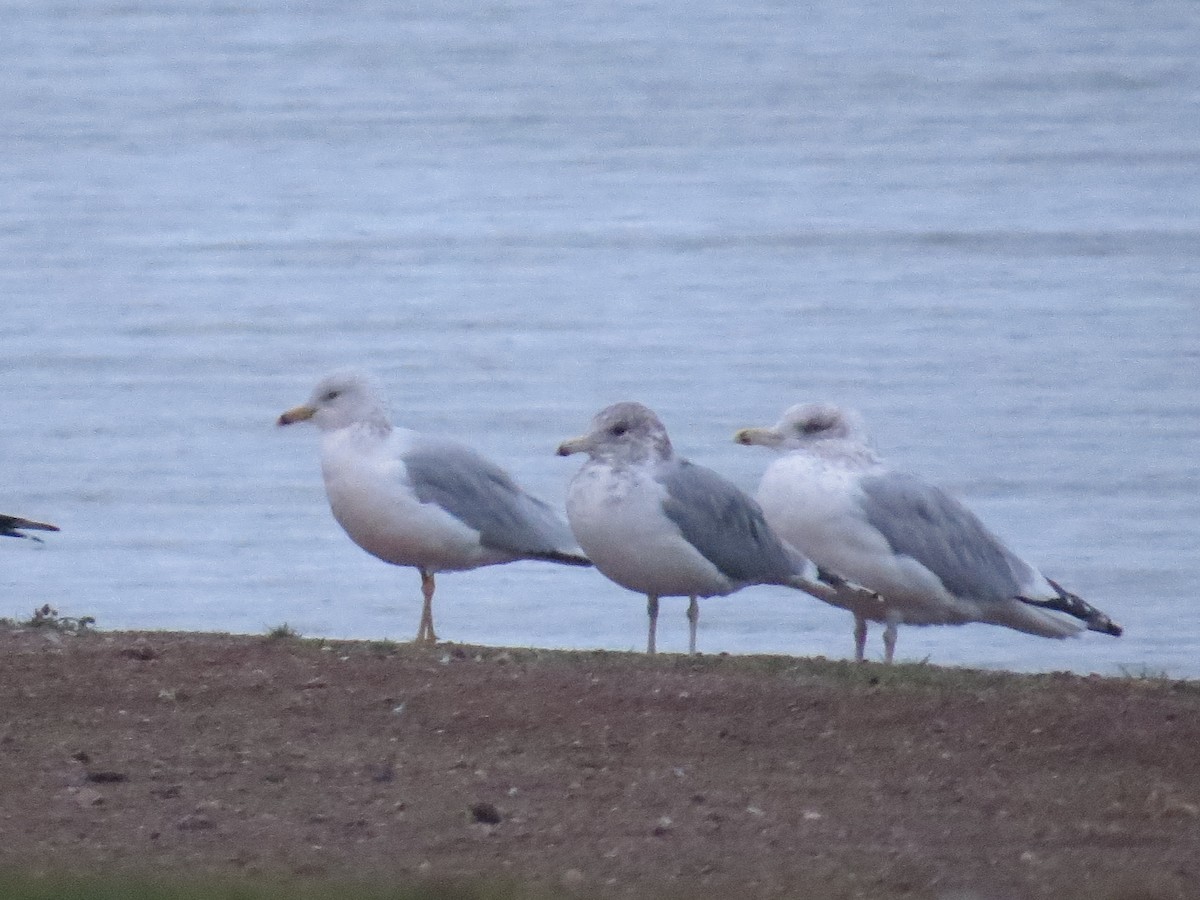 California Gull - ML644925315