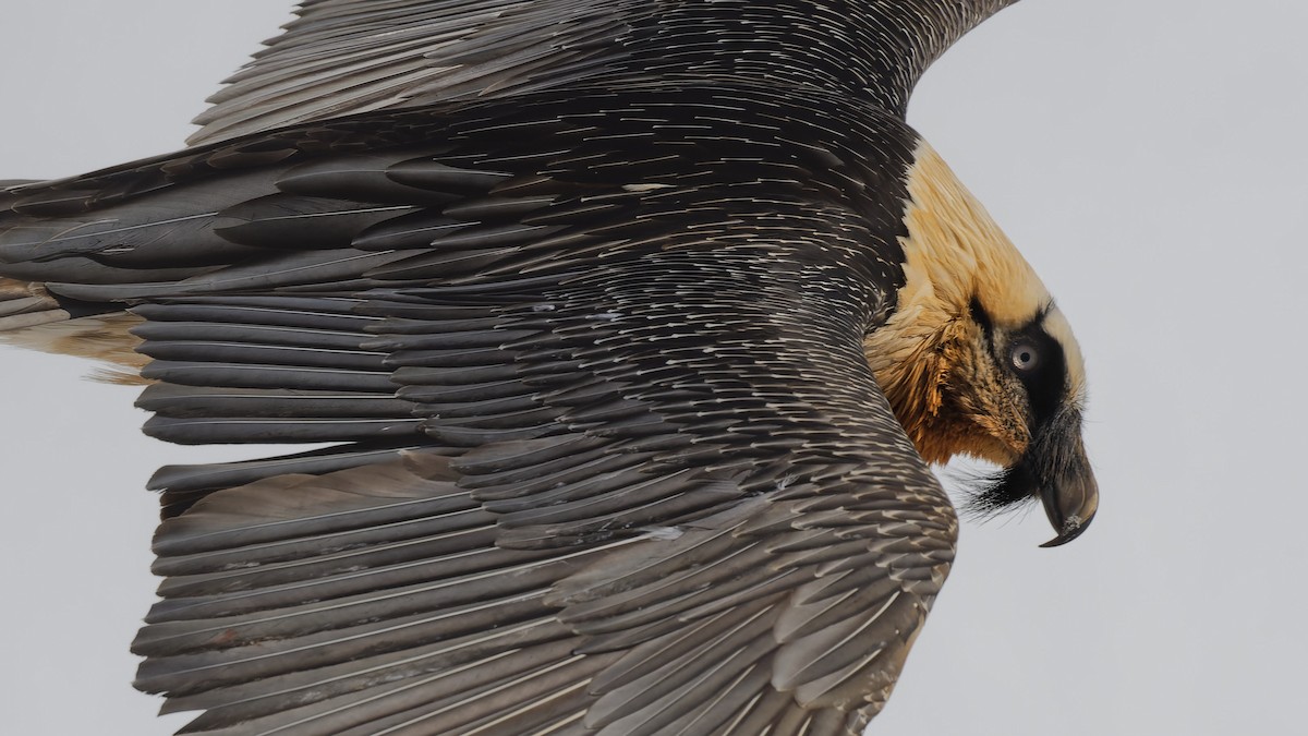 Bearded Vulture - ML644925353