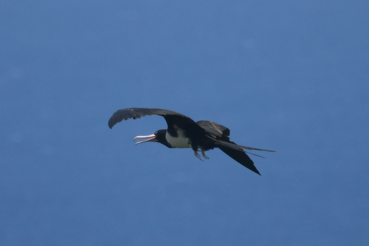 Christmas Island Frigatebird - ML644925355