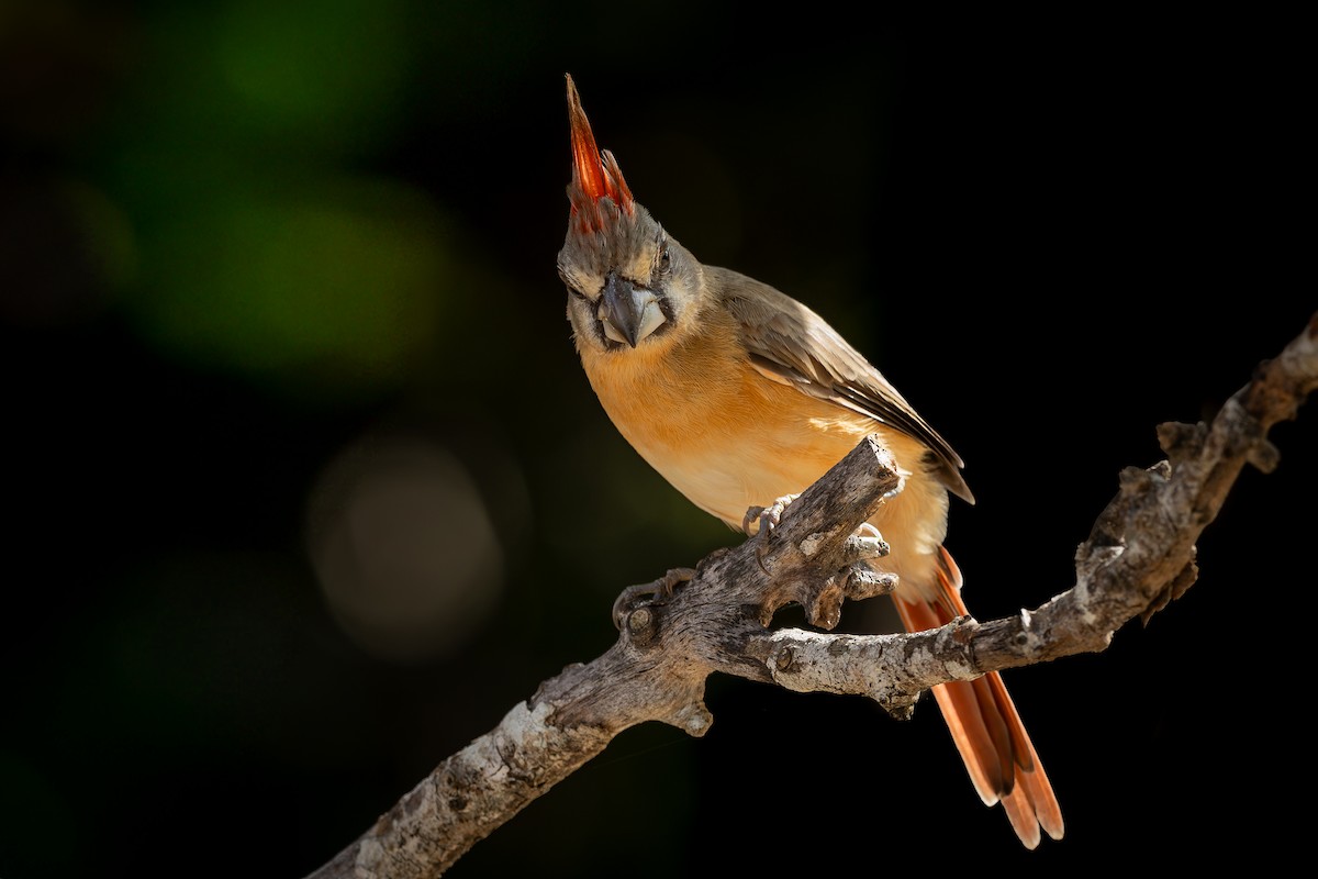 ミナミショウジョウコウカンチョウ - ML644925363