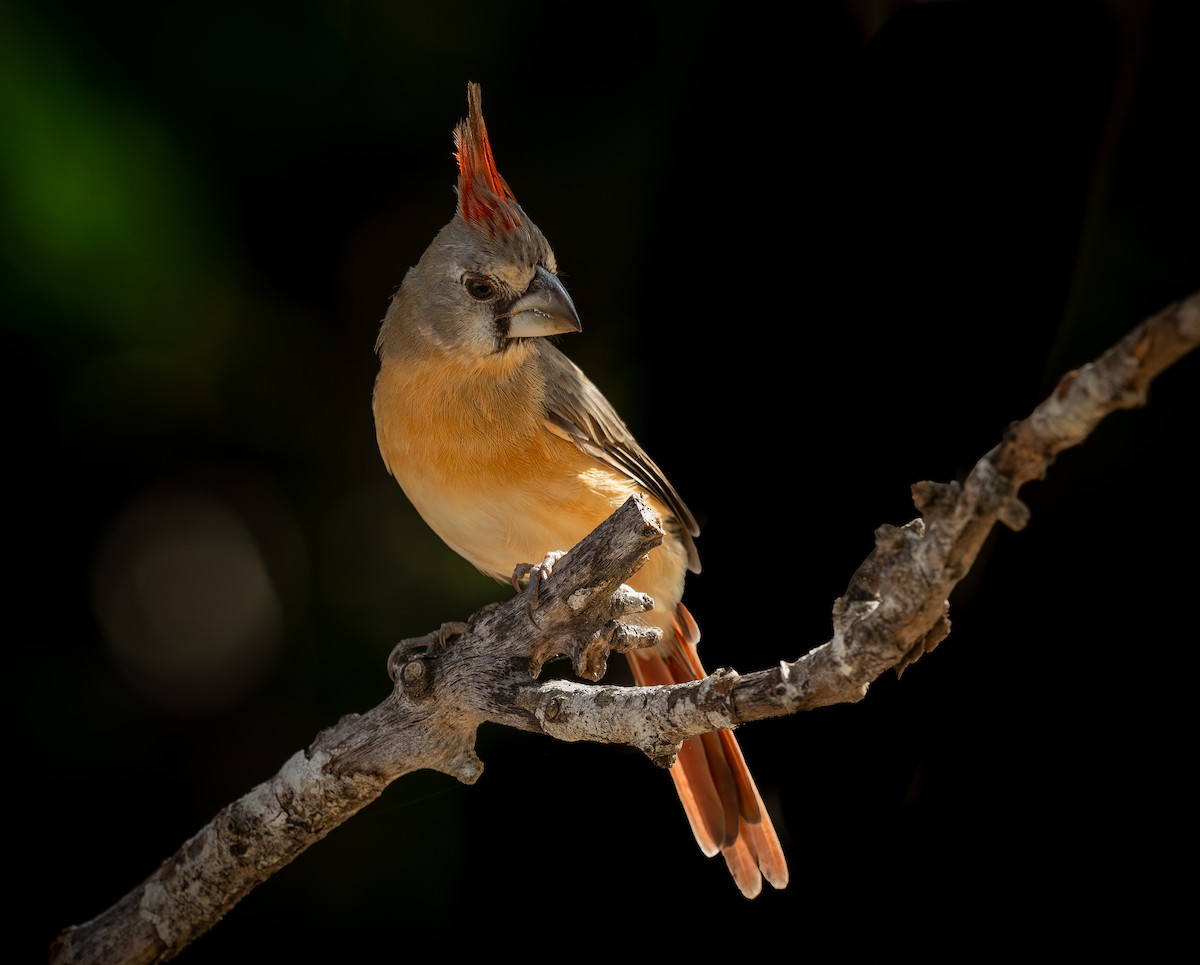 ミナミショウジョウコウカンチョウ - ML644925364