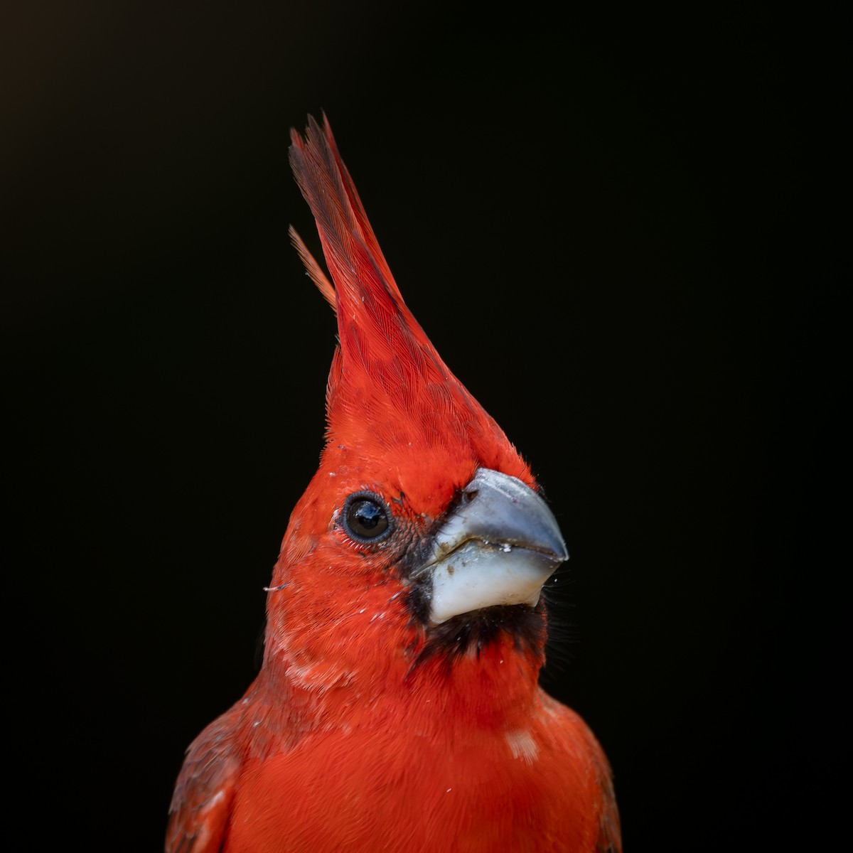 ミナミショウジョウコウカンチョウ - ML644925365