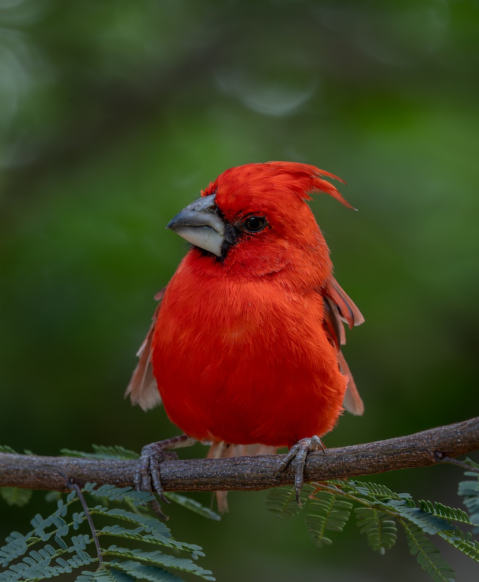 ミナミショウジョウコウカンチョウ - ML644925366