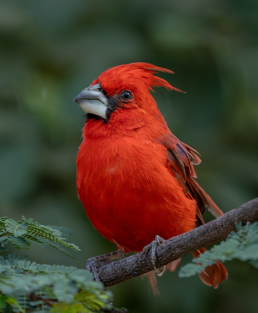 ミナミショウジョウコウカンチョウ - ML644925367