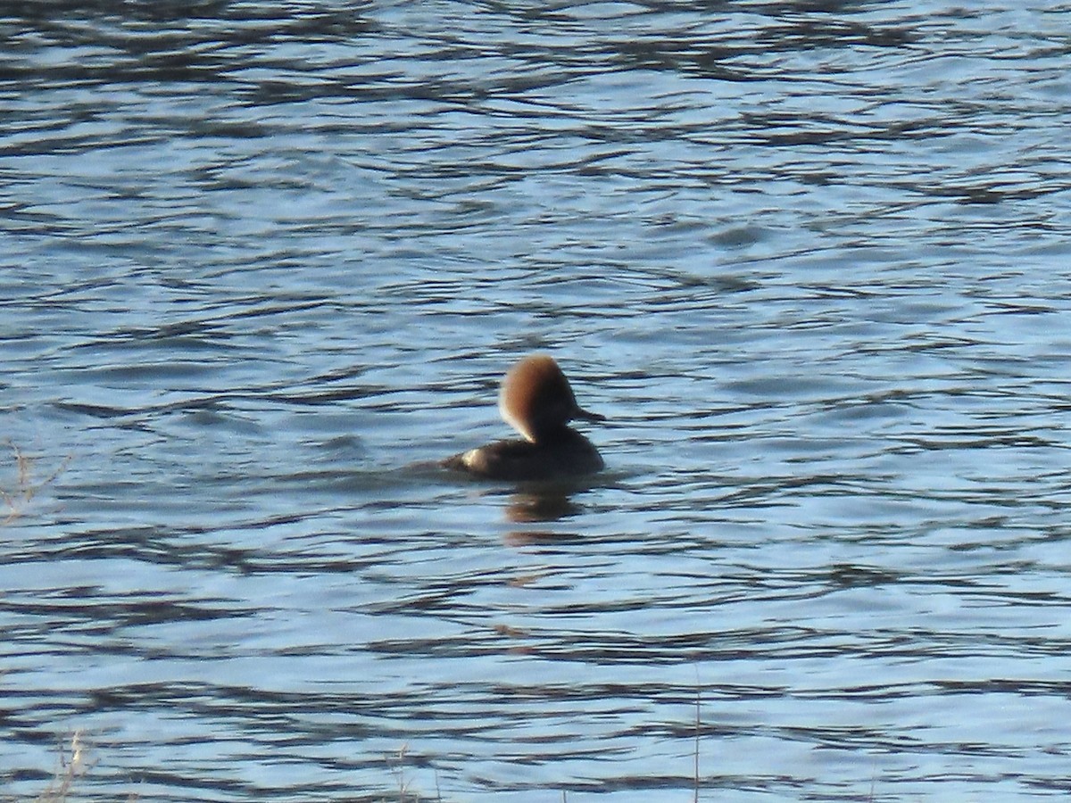 Smergo dal cappuccio - ML644925386