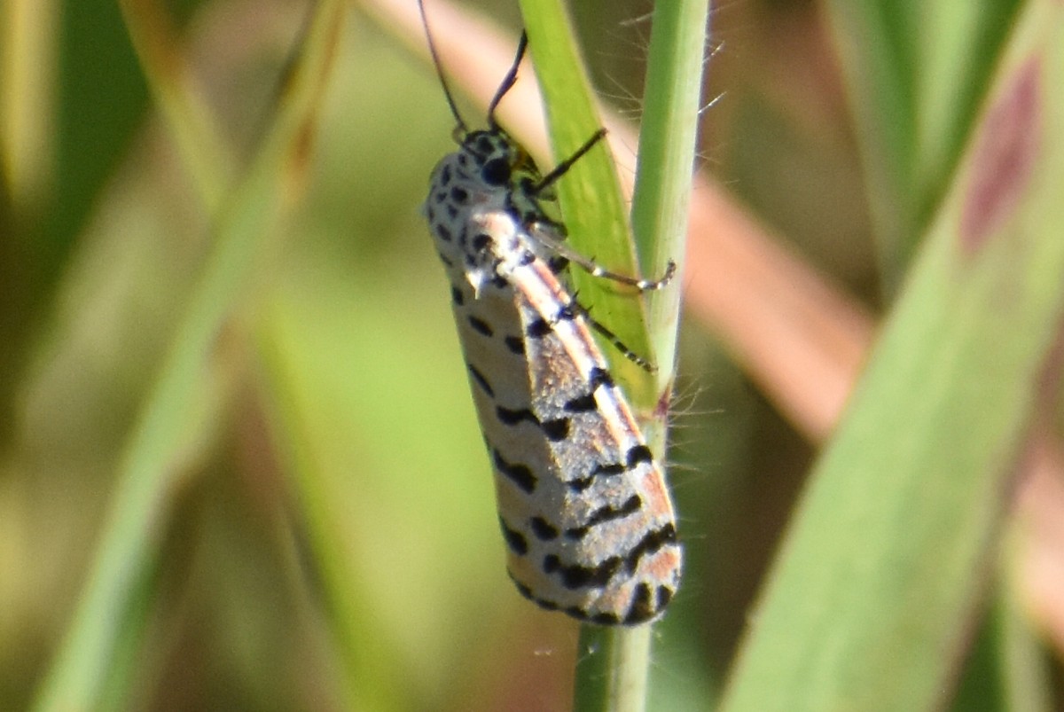 Ornate Bella Moth - ML644925388