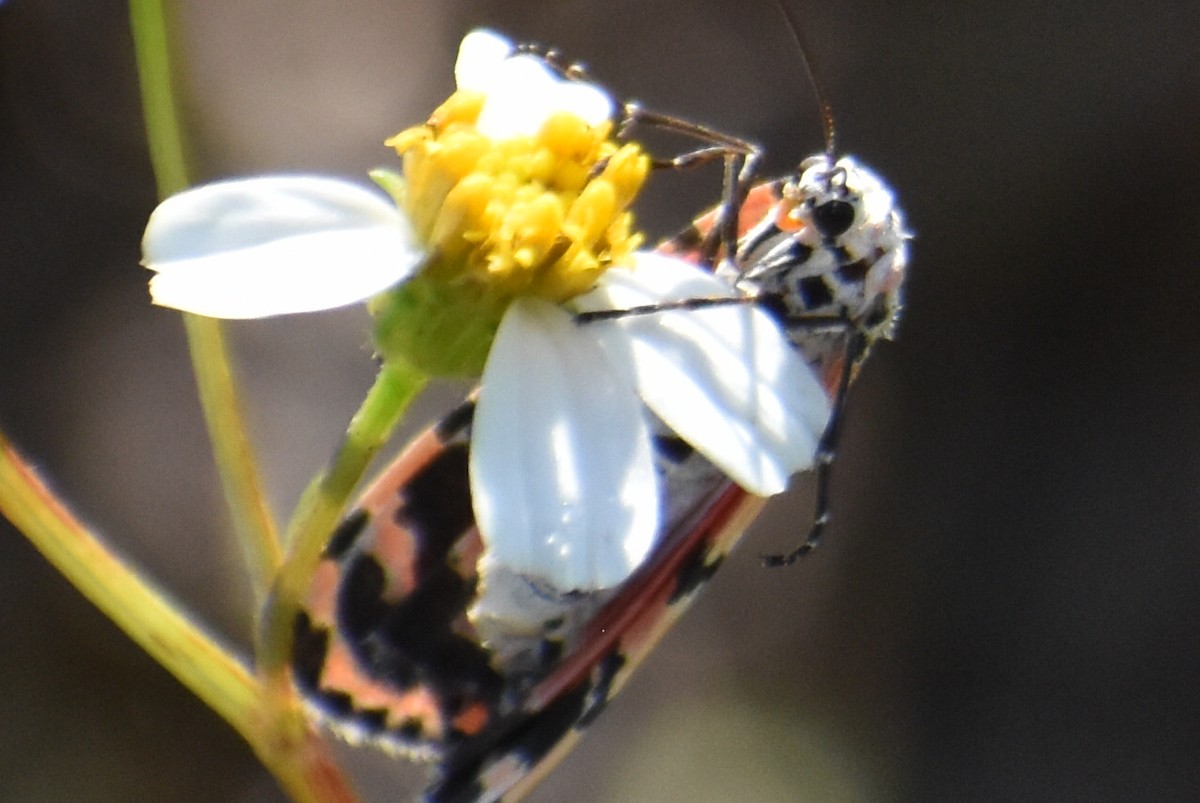 Ornate Bella Moth - ML644925389
