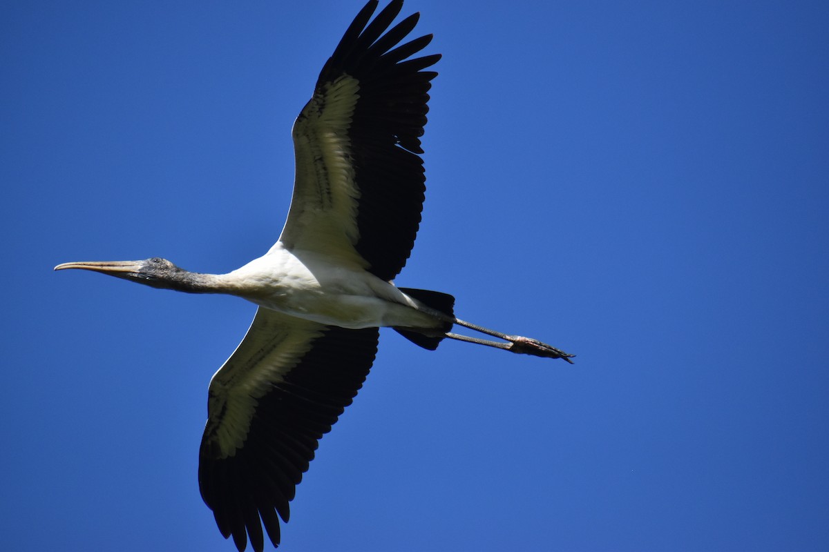 Wood Stork - ML644925396