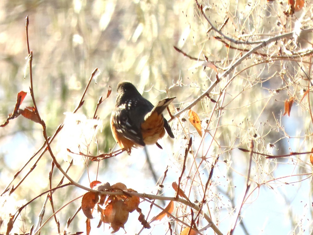 Spotted Towhee - ML644925402