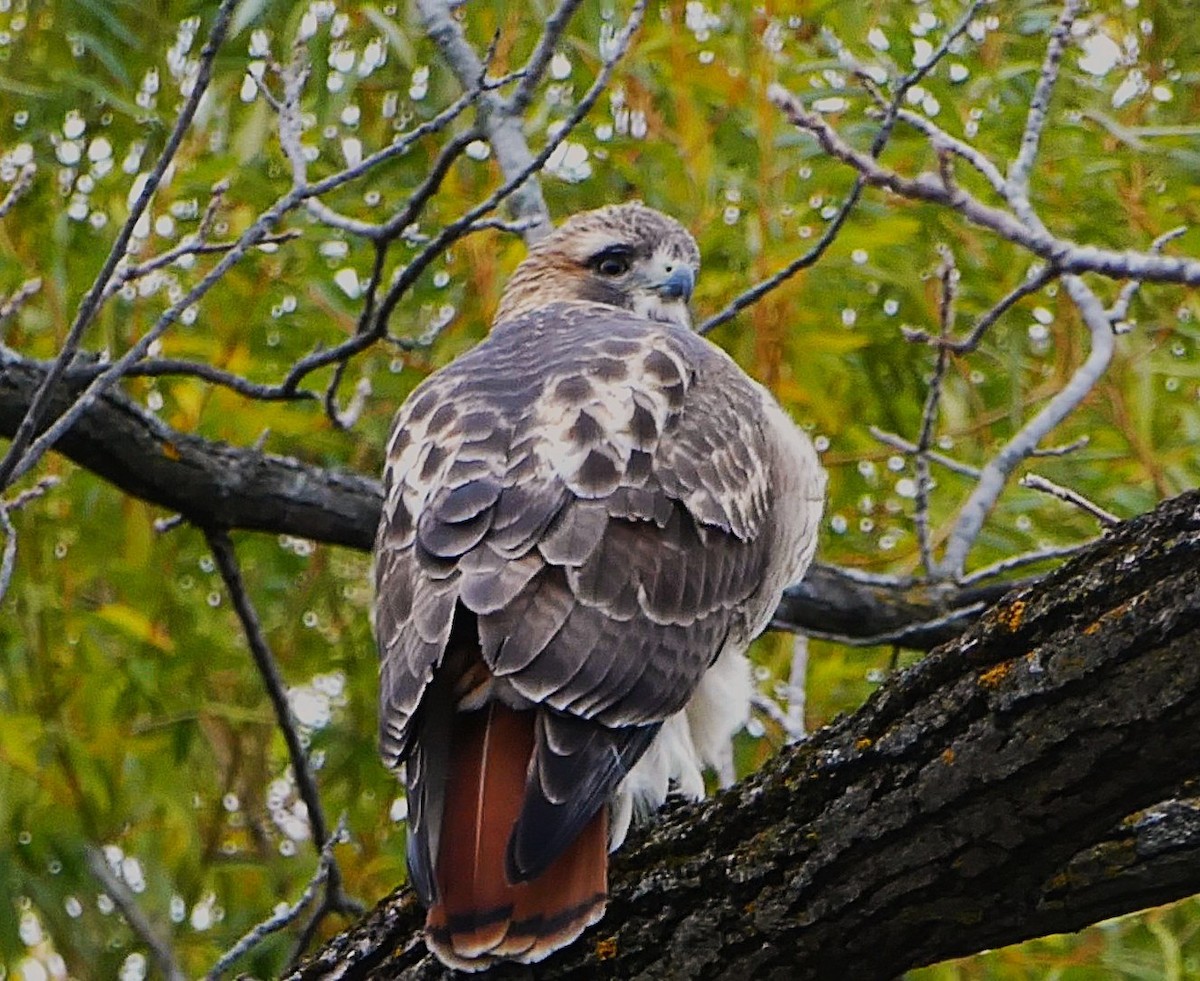 Red-tailed Hawk - ML644925406