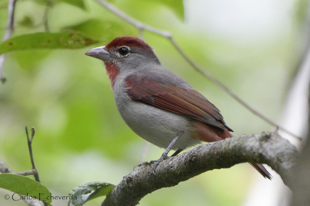 Rose-throated Tanager - Carlos Echeverría