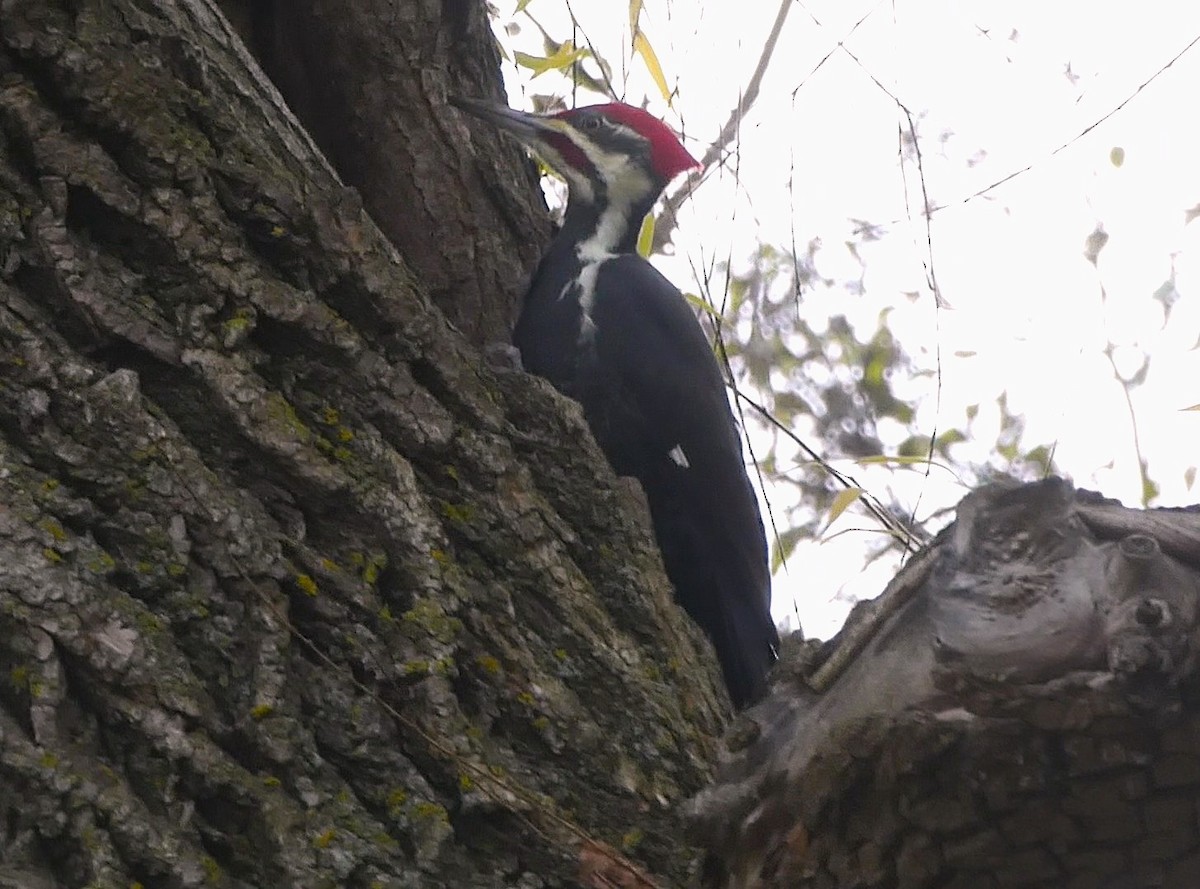 Pileated Woodpecker - ML644925424