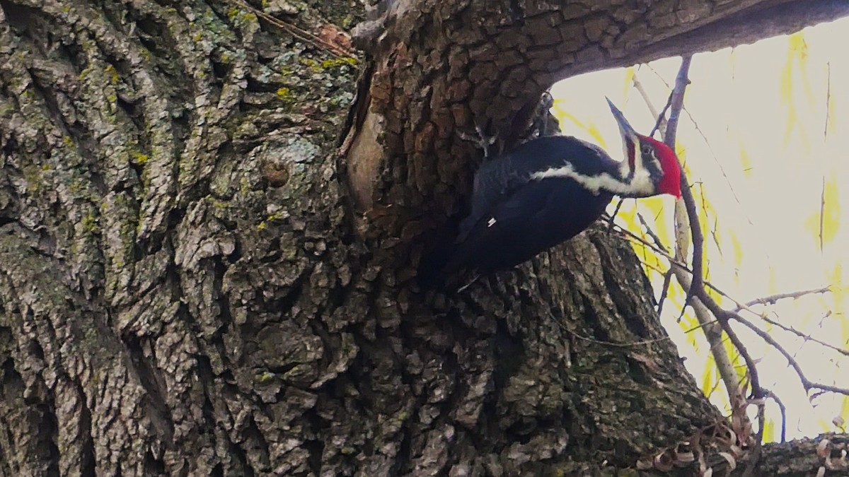 Pileated Woodpecker - ML644925425
