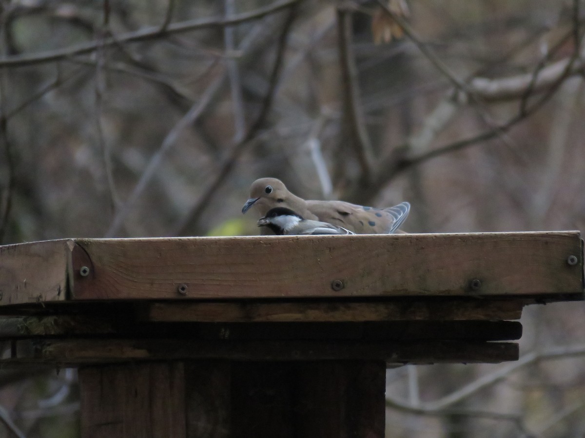 Black-capped Chickadee - ML644925436