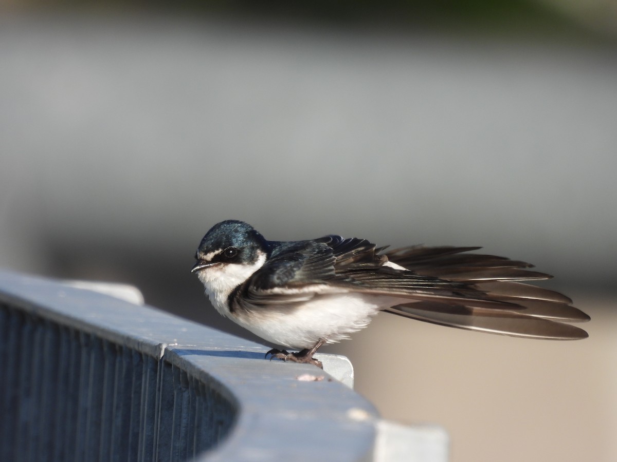 Hirondelle à diadème - ML644925439