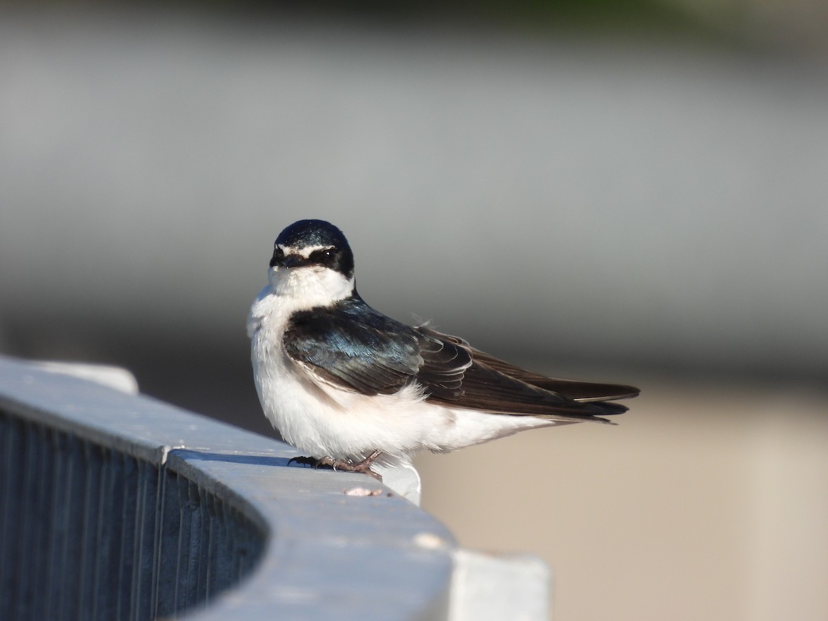 Hirondelle à diadème - ML644925440