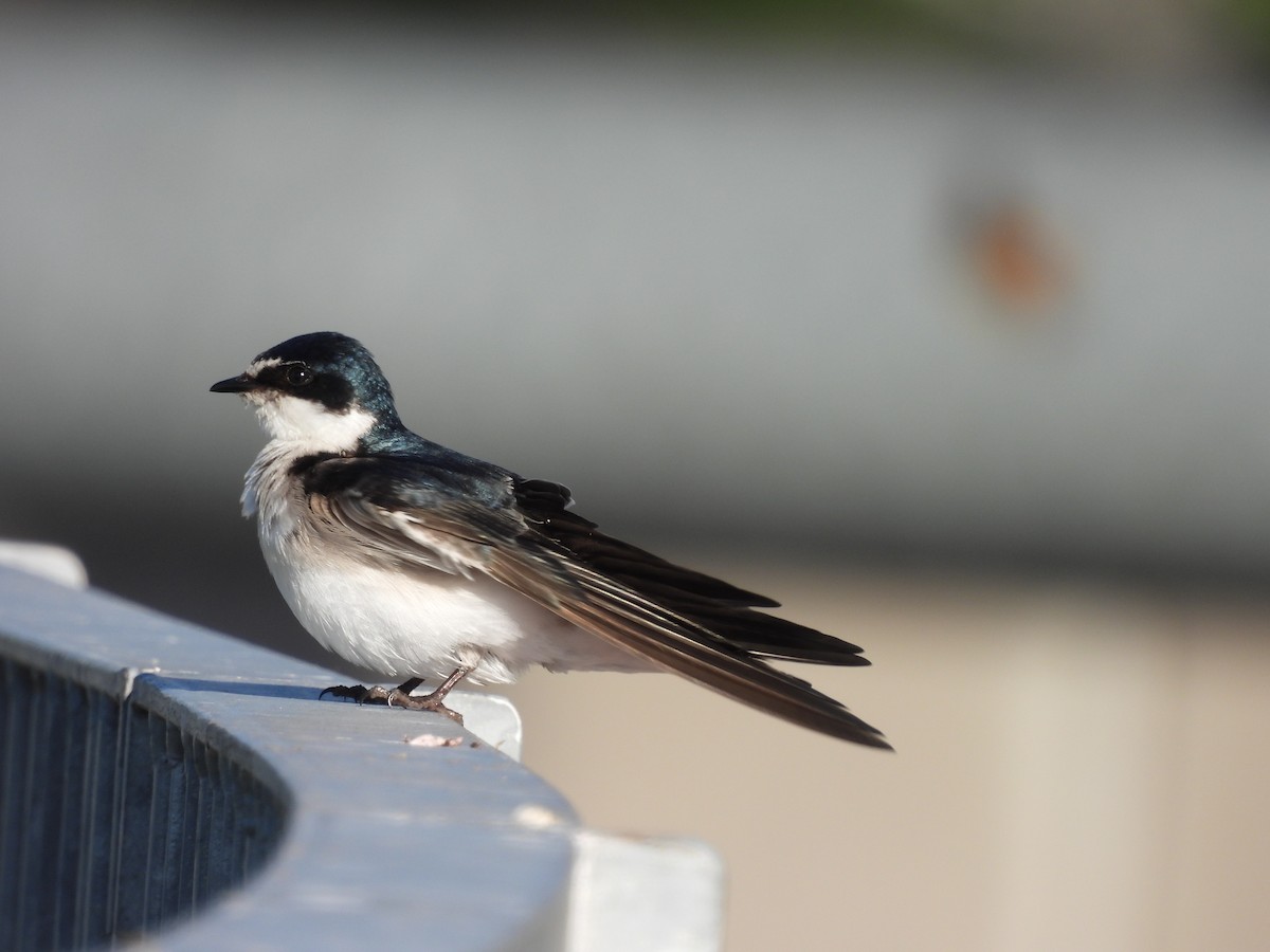 Hirondelle à diadème - ML644925441