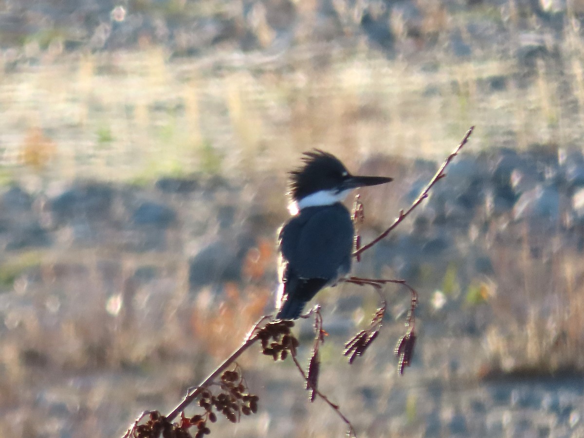 Belted Kingfisher - ML644925458