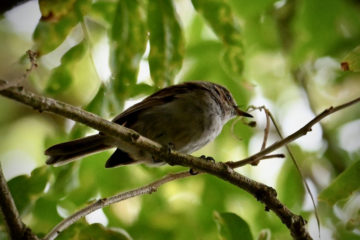 Hawaii Elepaio - ML644925462