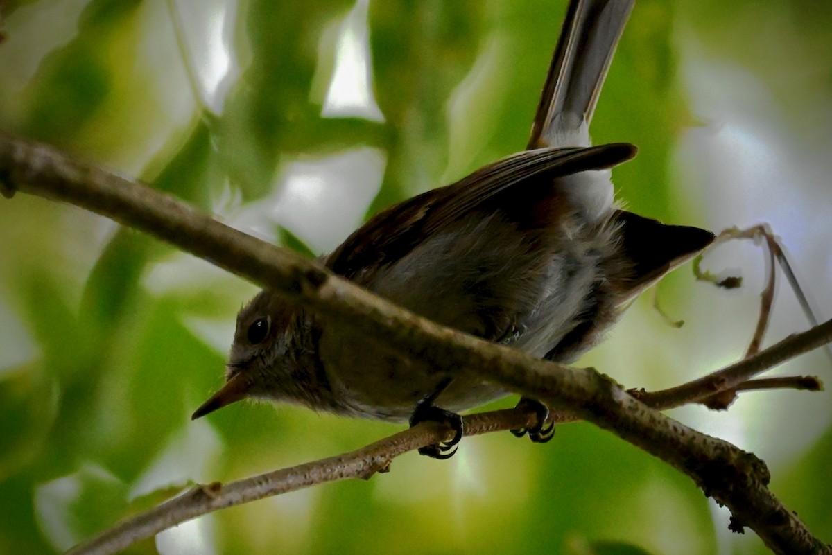 Hawaii Elepaio - ML644925464