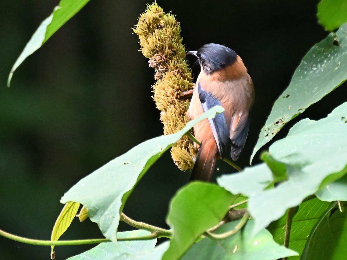 Rufous Sibia - ML644925465