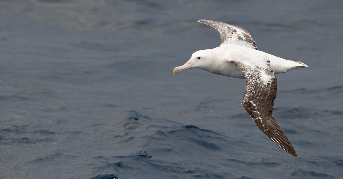 Antipodean Albatross (Gibson's) - ML644925466