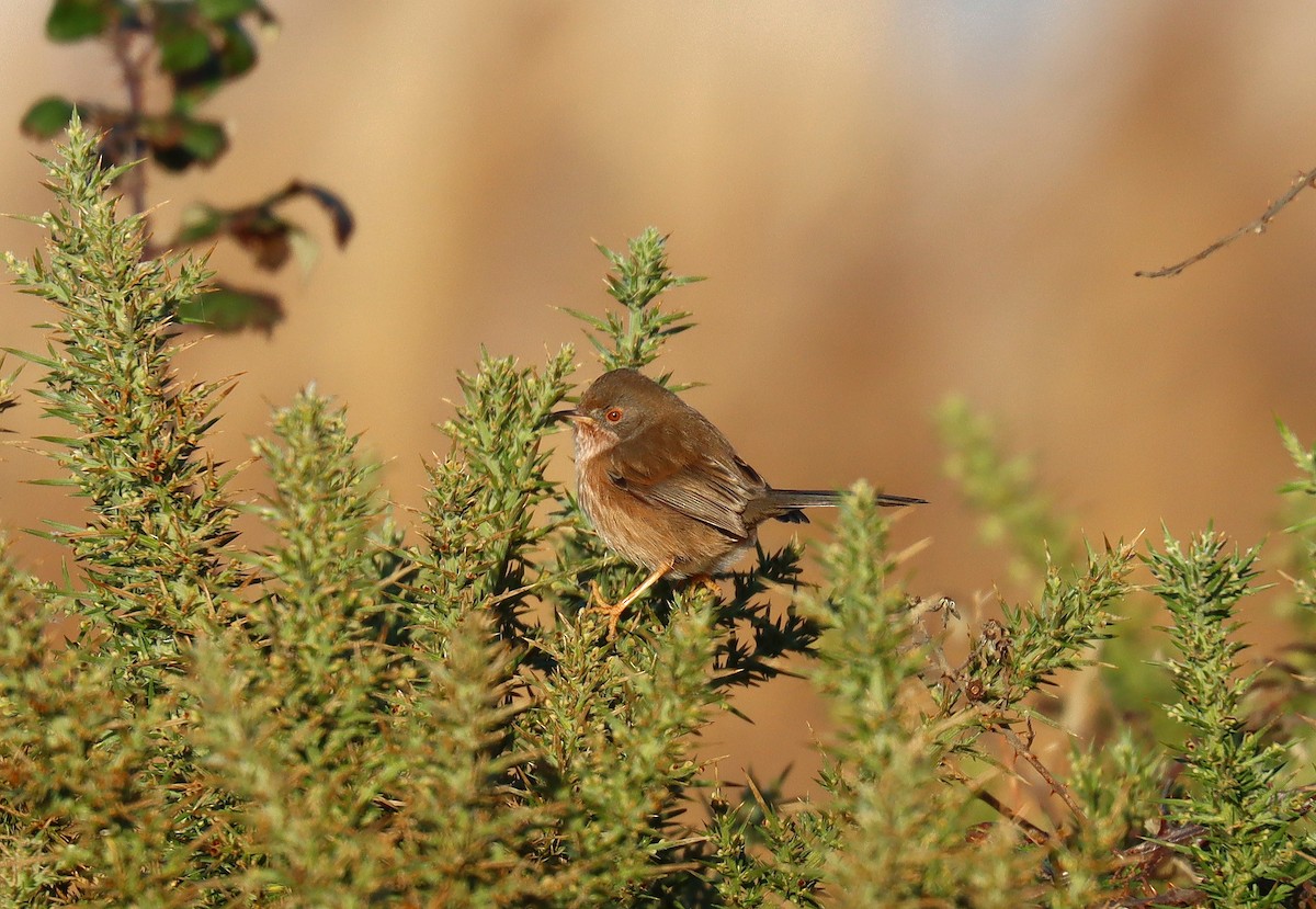 Etze-txinboa - ML644925476