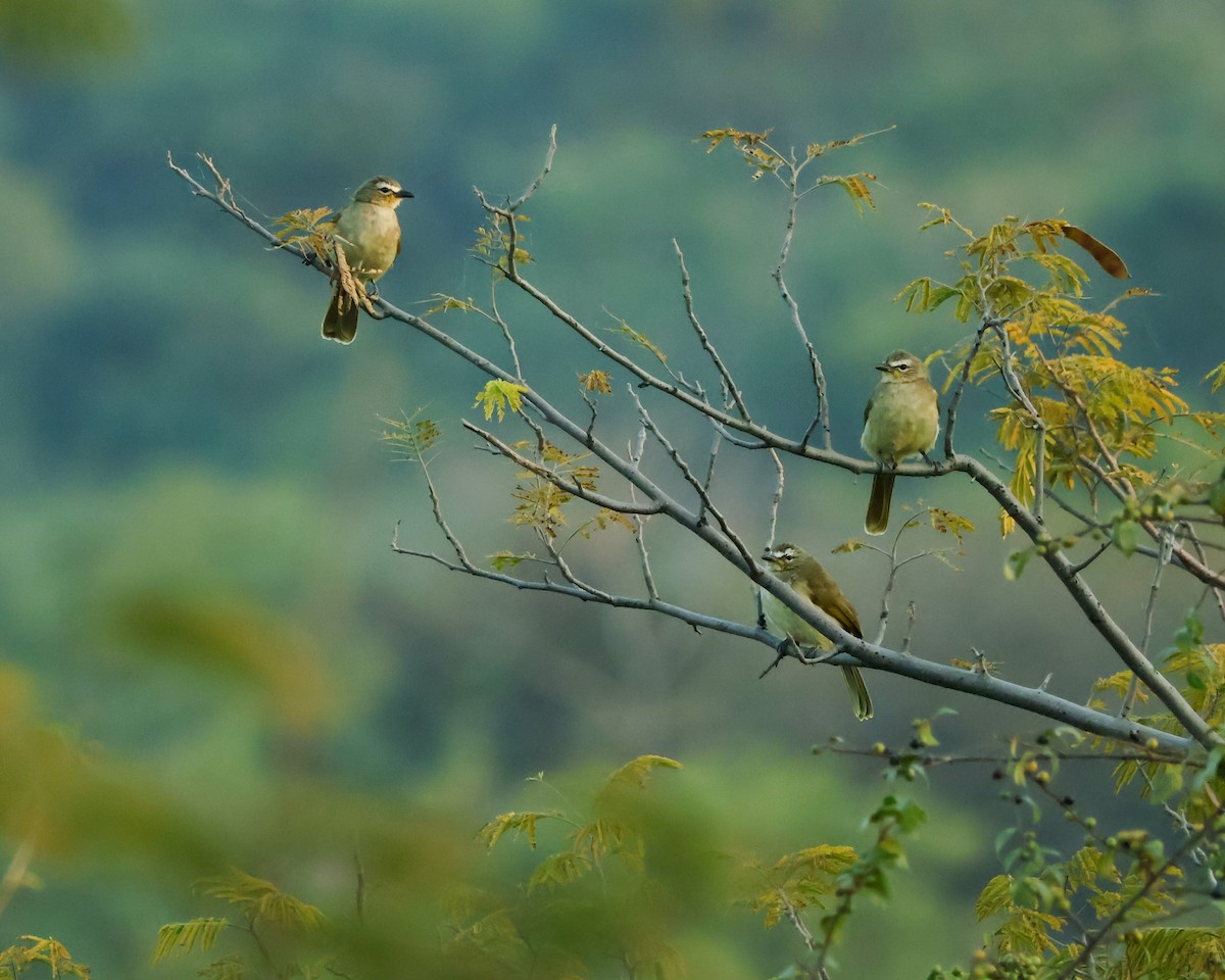 White-browed Bulbul - ML644925477