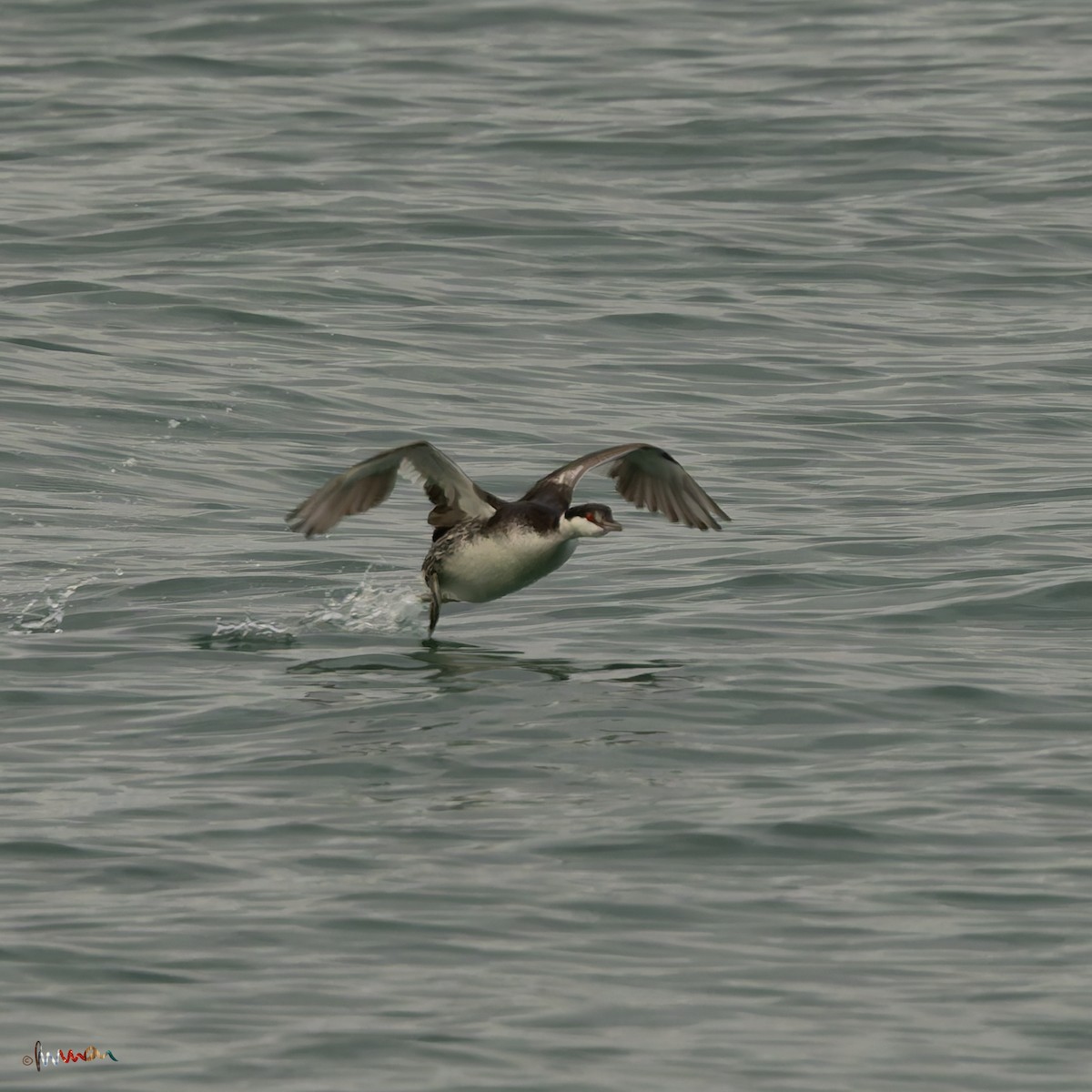 ミミカイツブリ - ML644925479