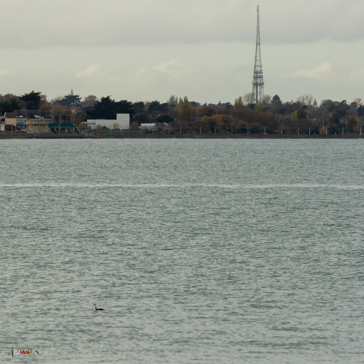 ミミカイツブリ - ML644925480