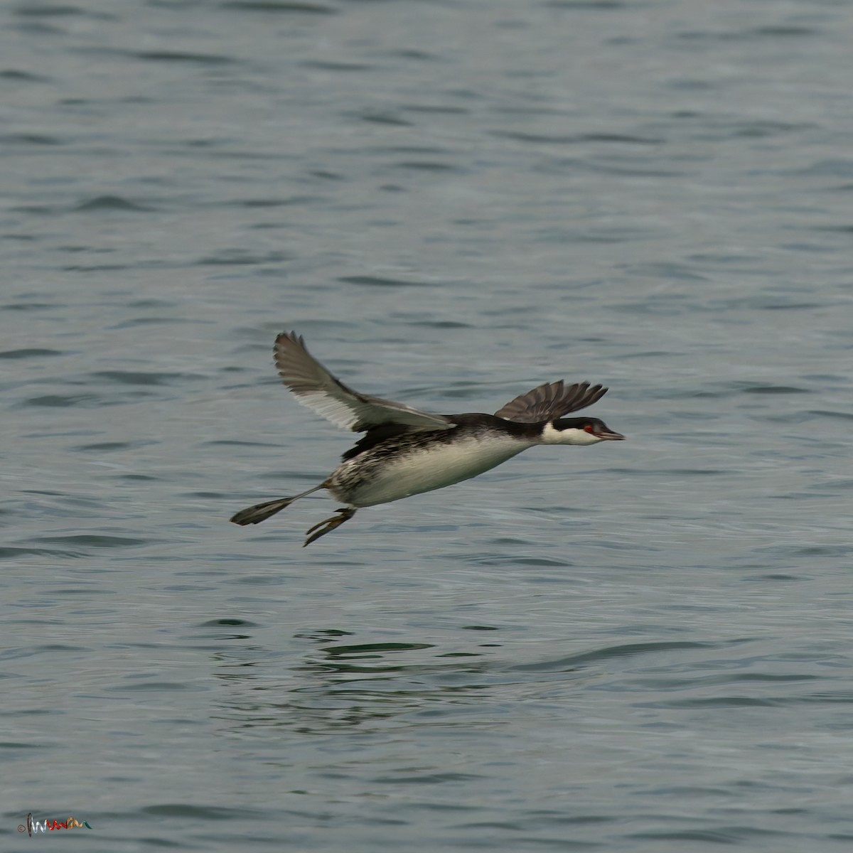 ミミカイツブリ - ML644925494