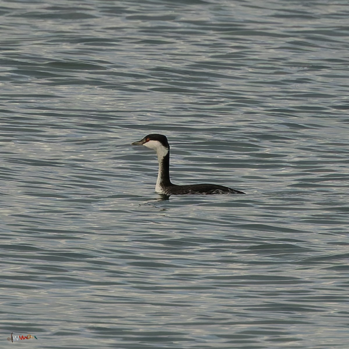 ミミカイツブリ - ML644925495