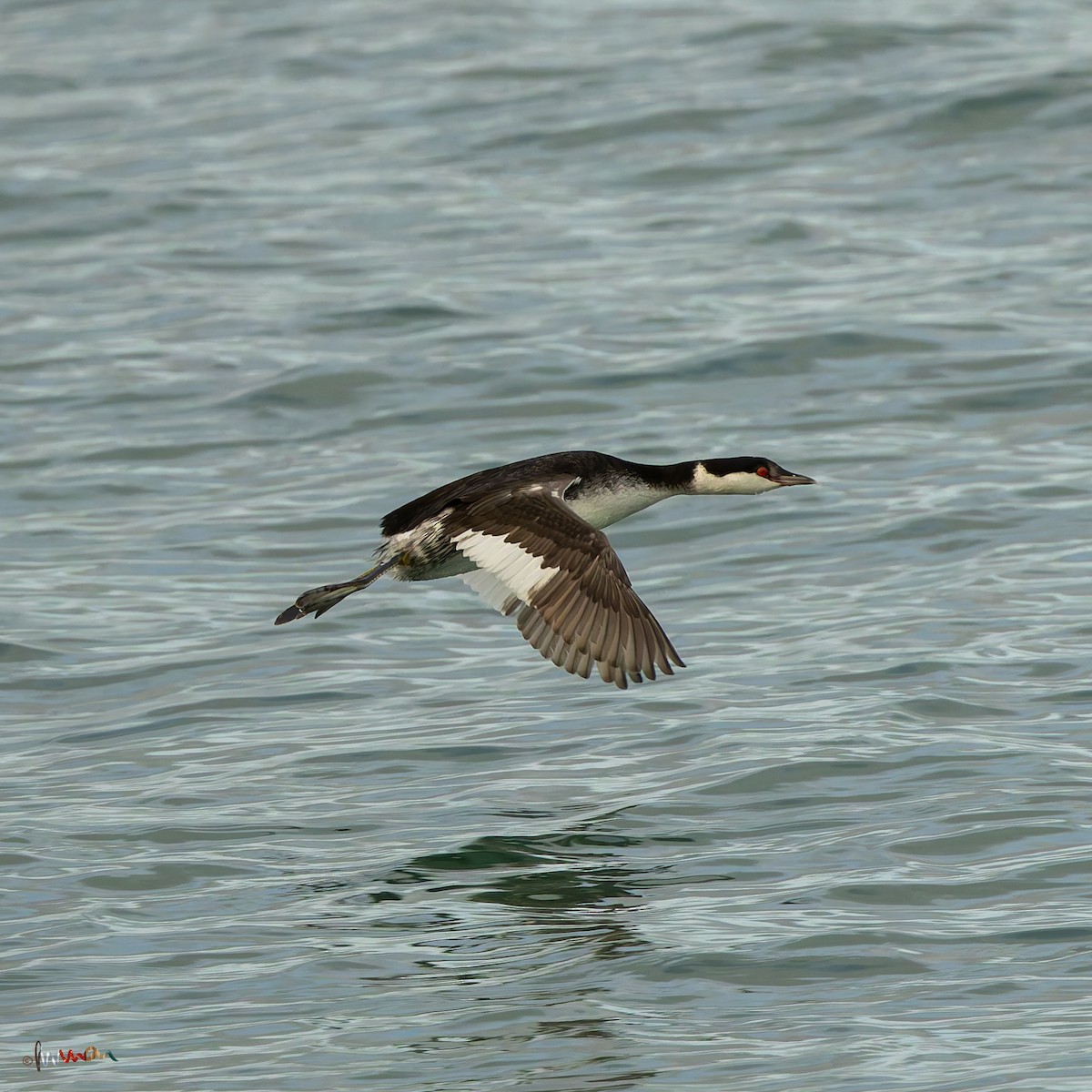 ミミカイツブリ - ML644925496