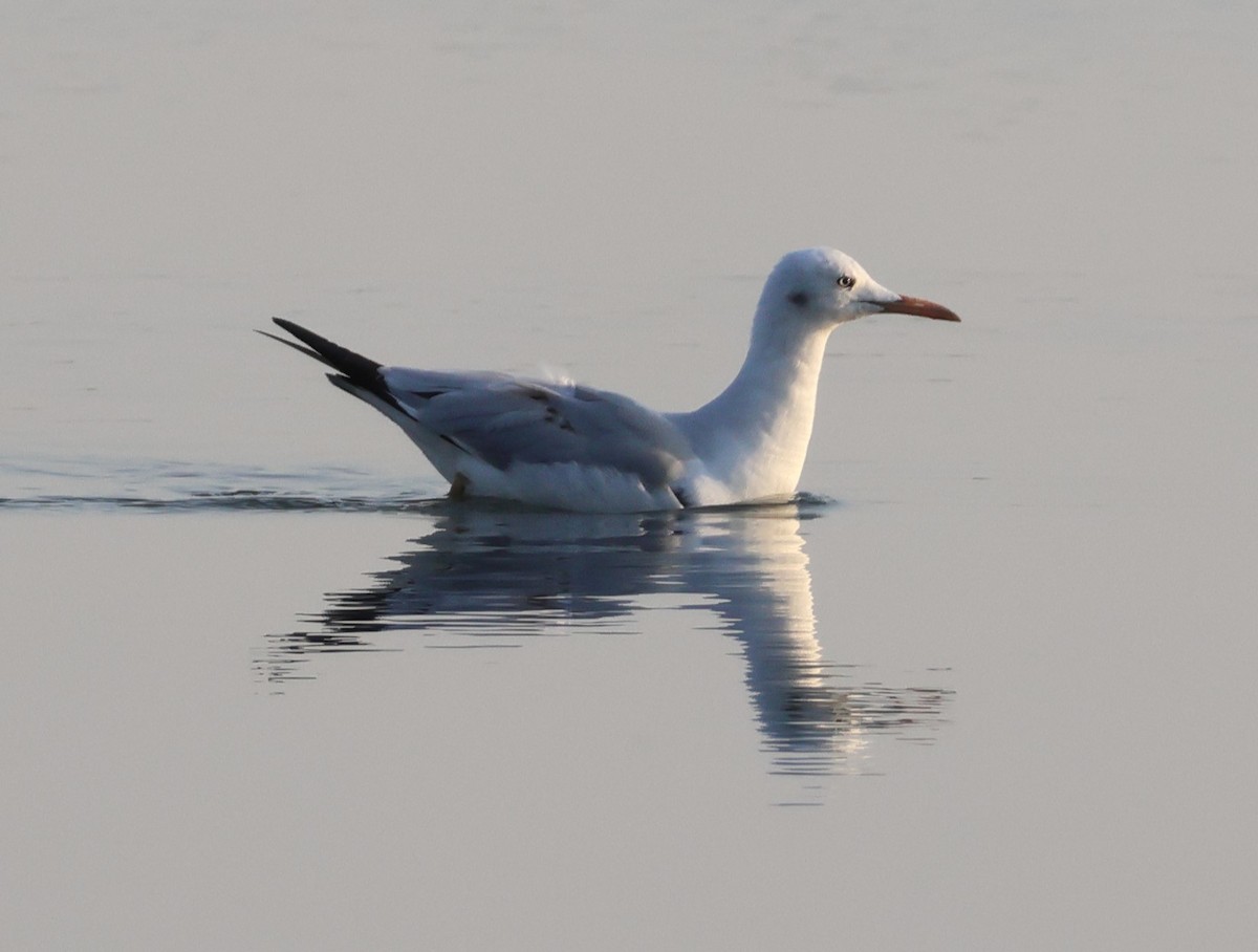 Slender-billed Gull - ML644925503