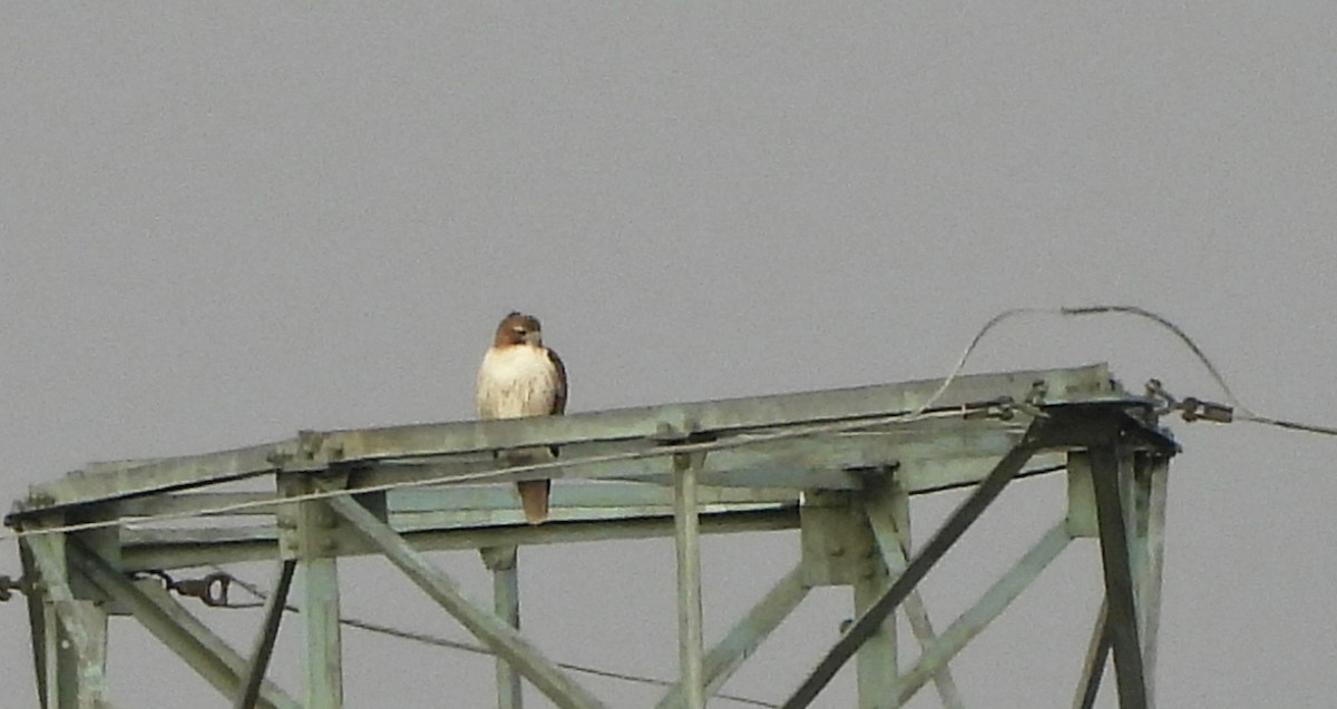 Red-tailed Hawk - ML644925522