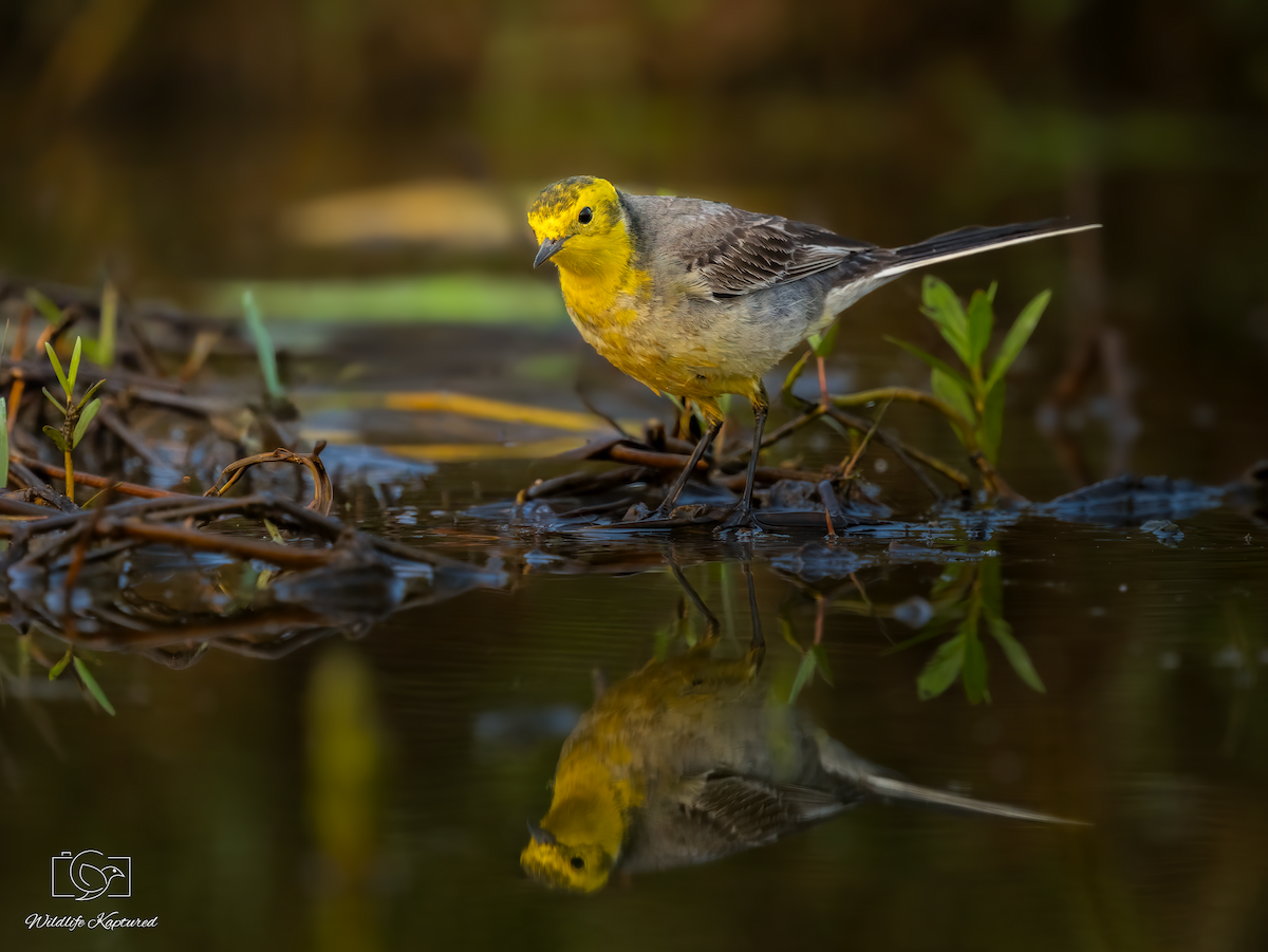 Lavandera Cetrina - ML644925530