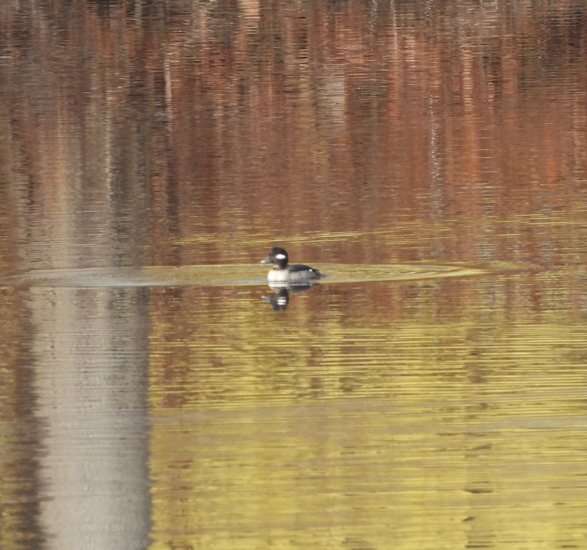 Гоголь-головастик - ML644925537