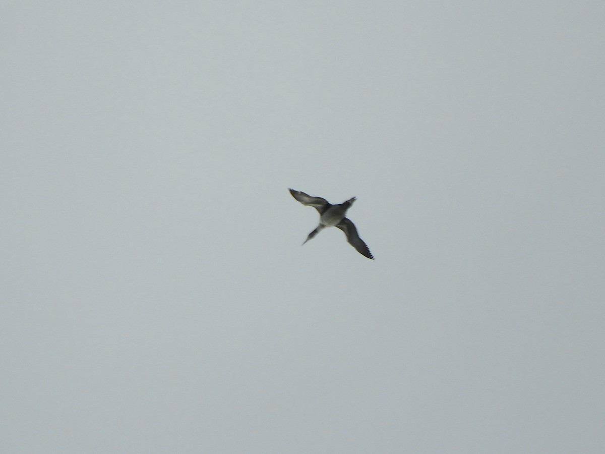 Common Loon - ML644925541