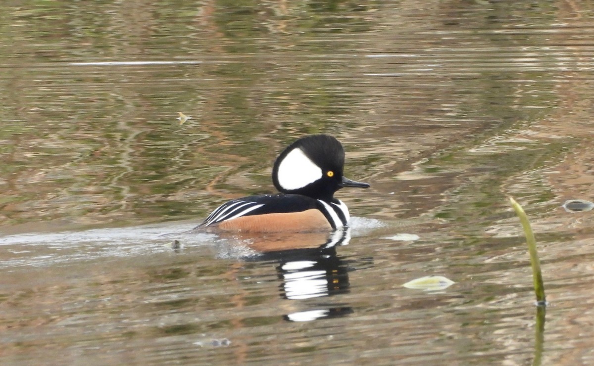 מרגון מקושט - ML644925544