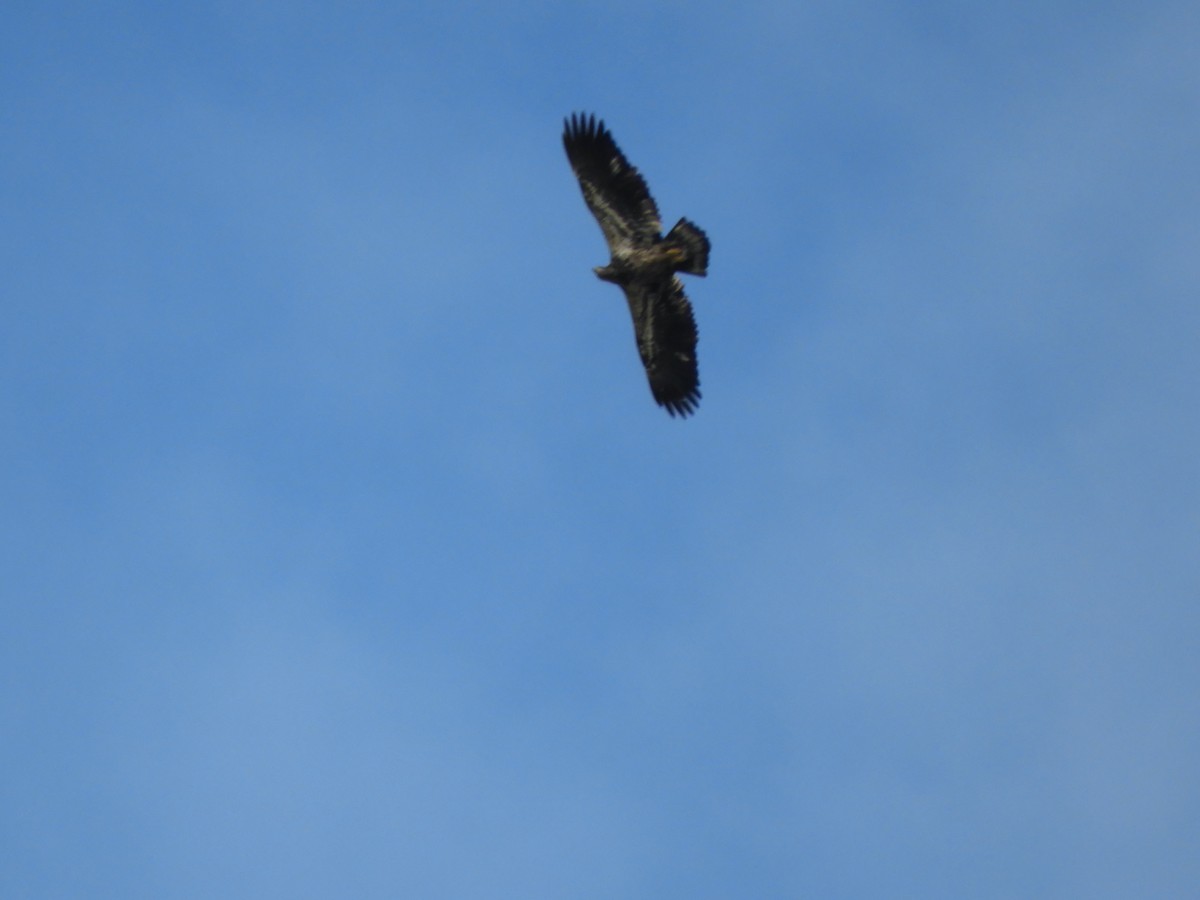 Bald Eagle - ML644925549