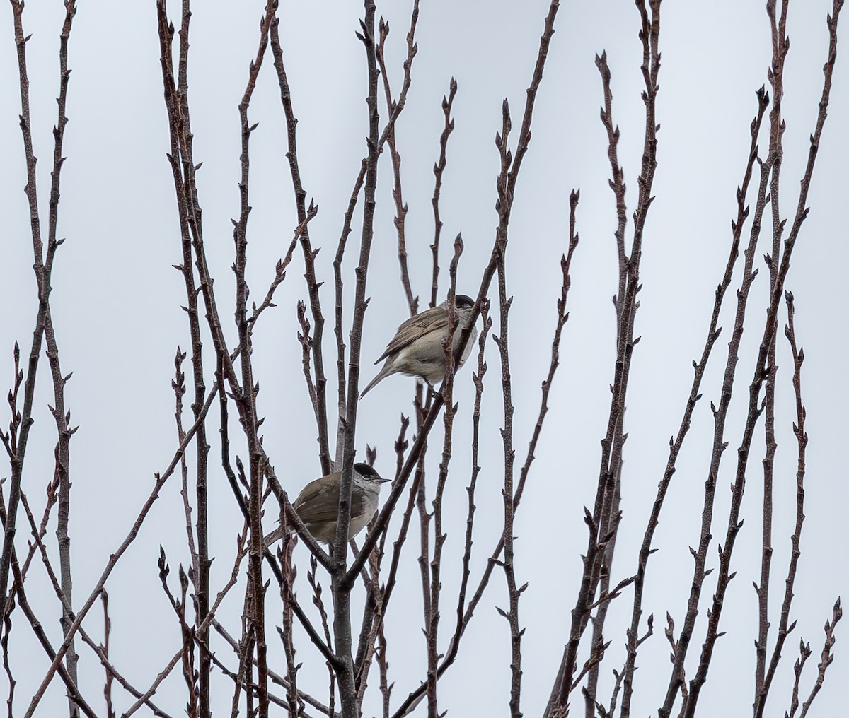 Eurasian Blackcap - ML644925550