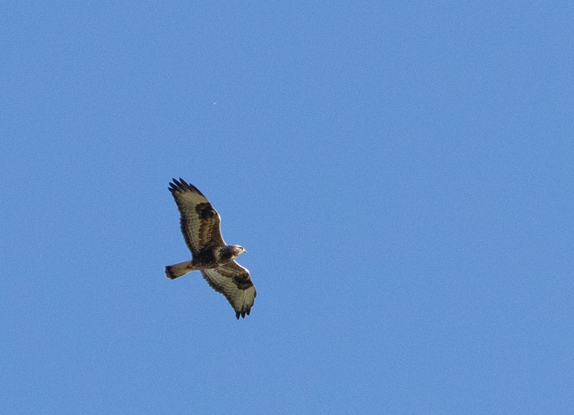 Rough-legged Hawk - ML644925580