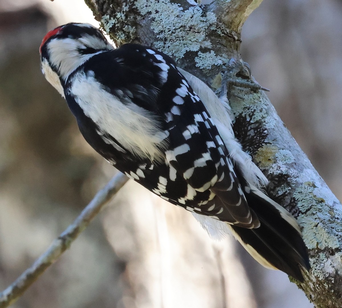 Downy Woodpecker - ML644925594