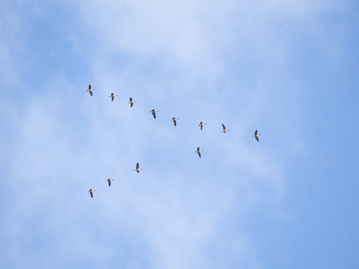 Canada Goose - ML644925604