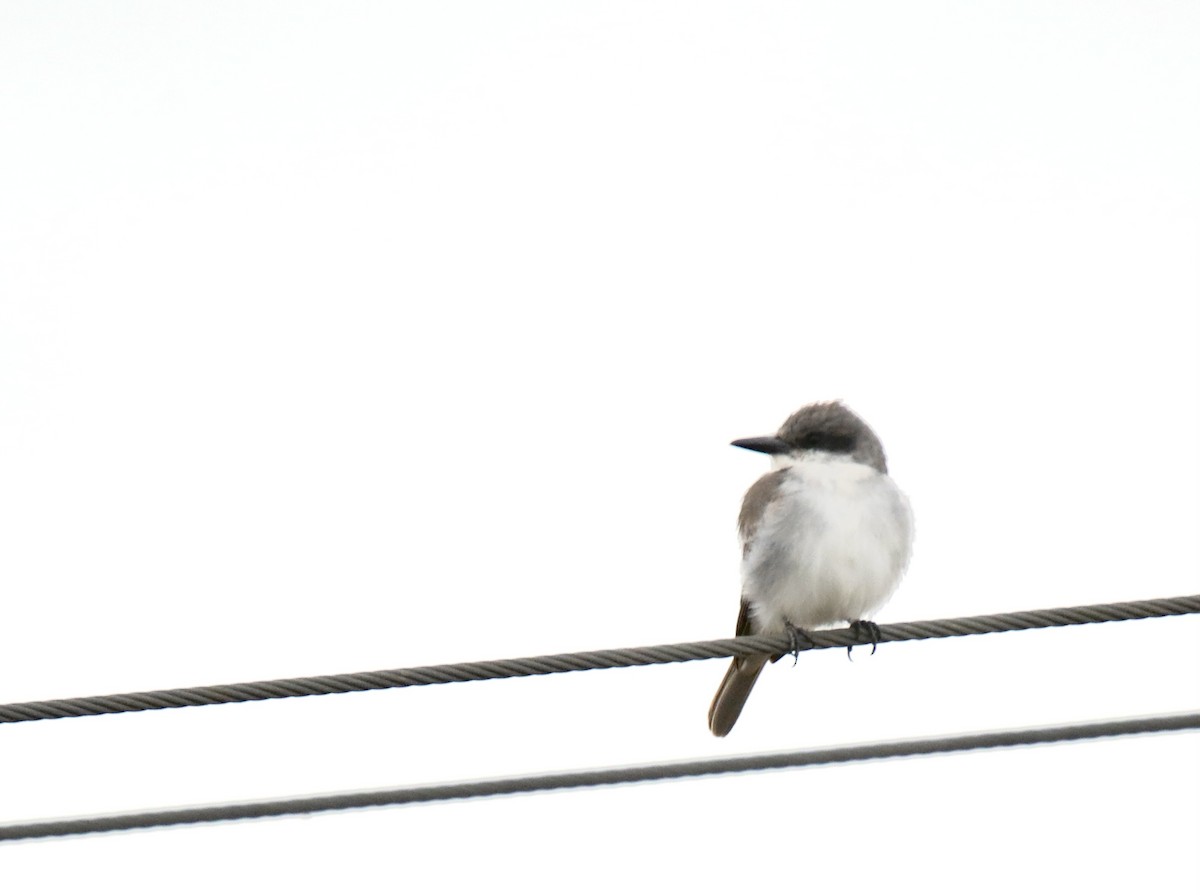 Gray Kingbird - ML644925608
