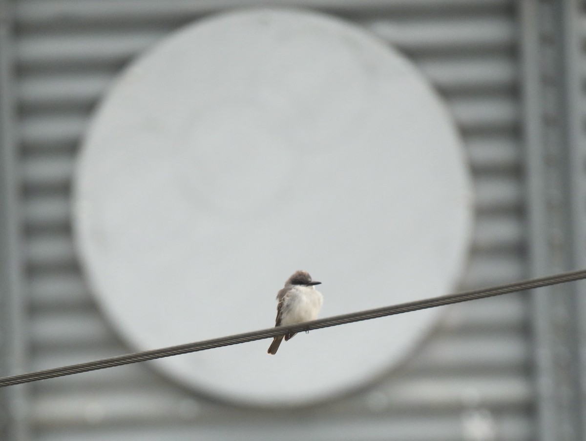 Gray Kingbird - ML644925609