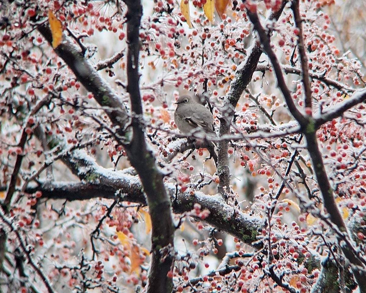 Townsend's Solitaire - ML644925617