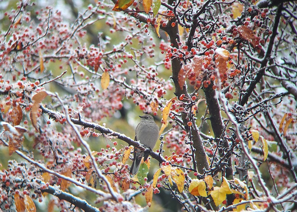 Townsend's Solitaire - ML644925618