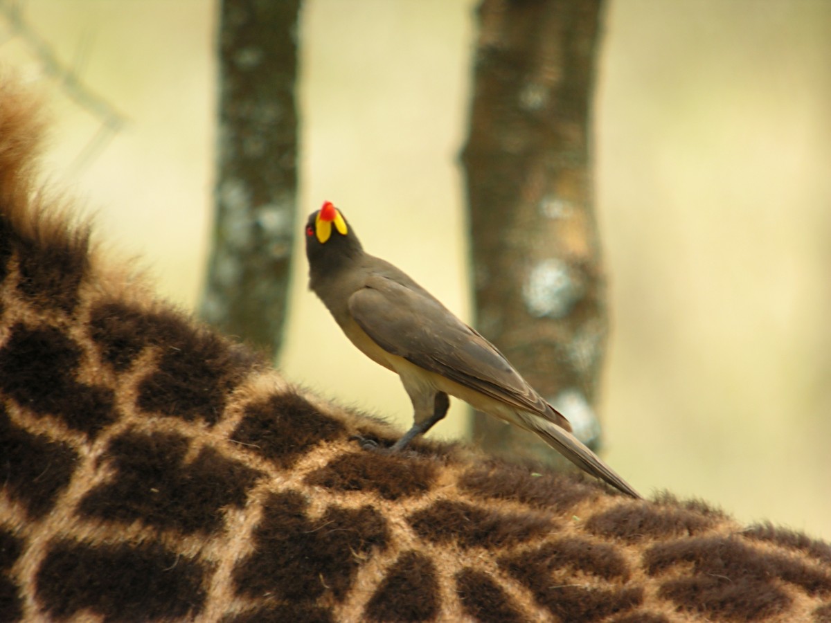 Sarı Gagalı Kenekuşu - ML644925635